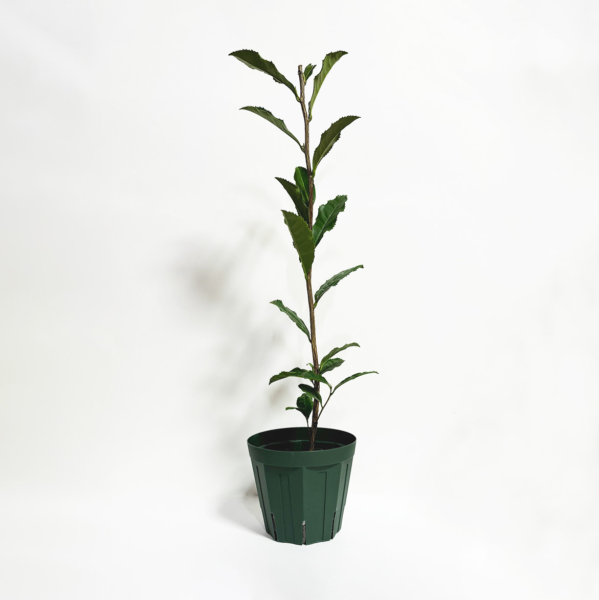 ポッドに入ったあさのかの全体写真