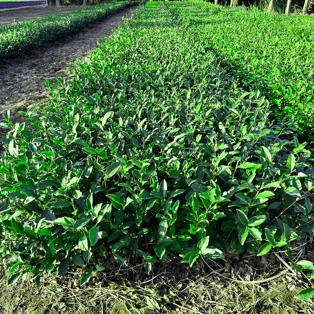 あさのかの全体写真