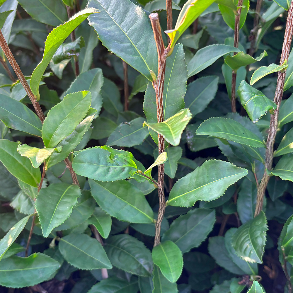 あさのかの葉や茎の写真