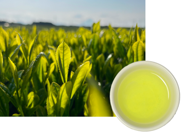 苗木とお茶の写真