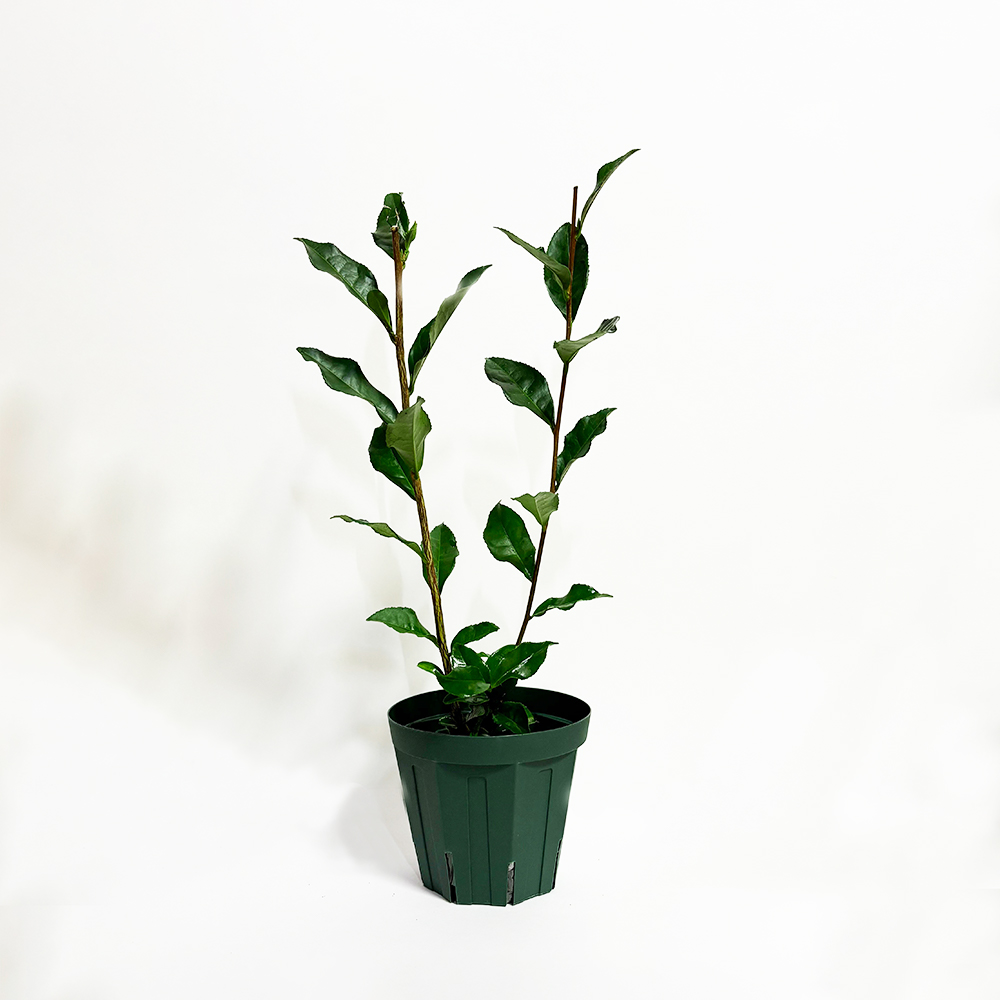 ポッドに入ったかなえまるの全体写真