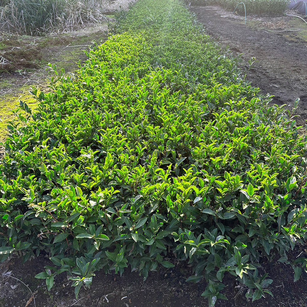 かなえまるの全体写真