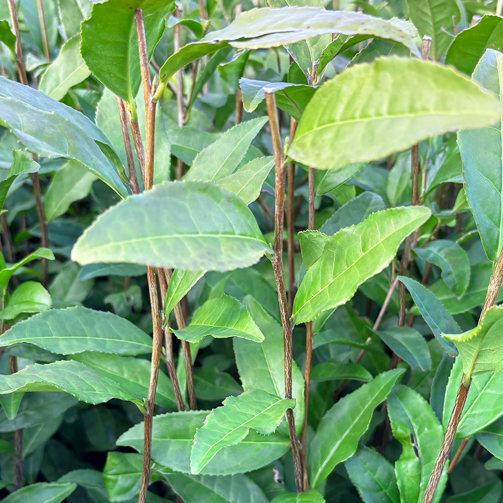 きらり31の葉や茎の写真