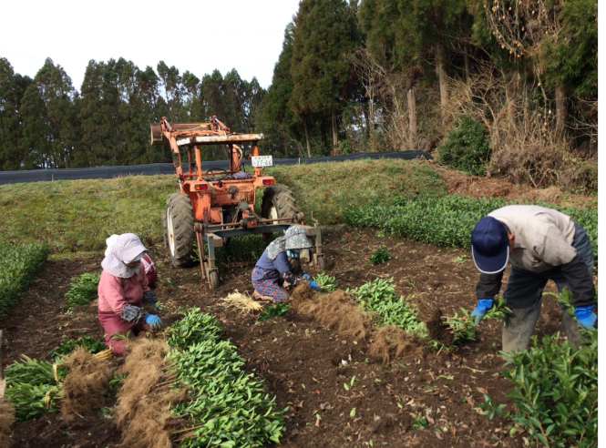苗木とお茶の写真