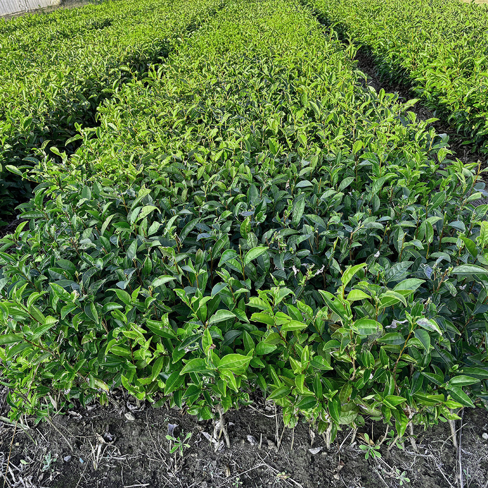 おくみどりの全体写真