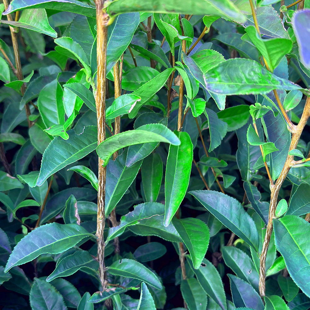 おくみどりの葉や茎の写真