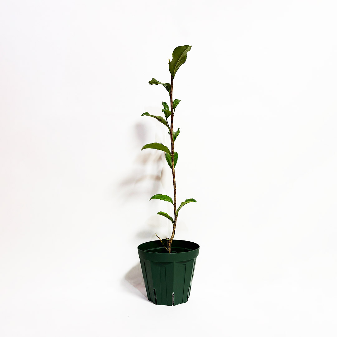 ポッドに入ったおくゆたかの全体写真