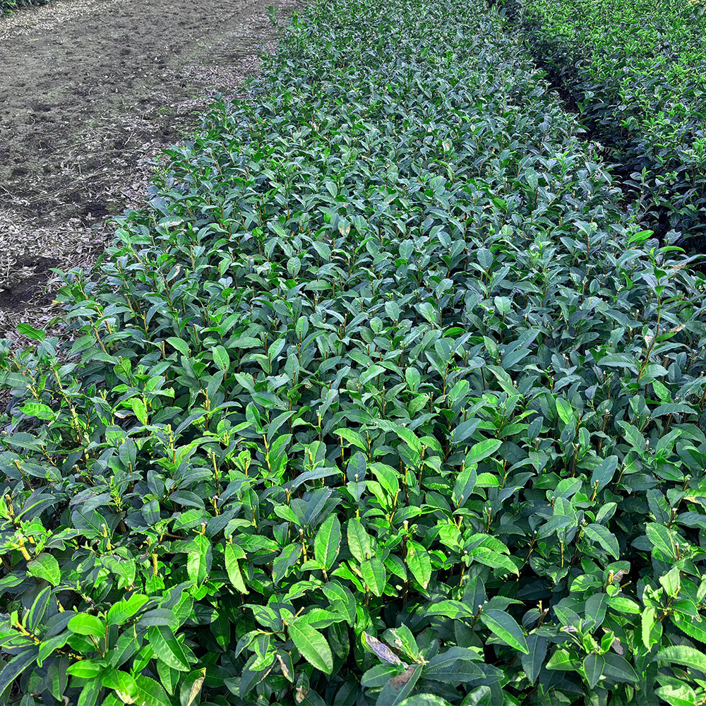 おくゆたかの全体写真