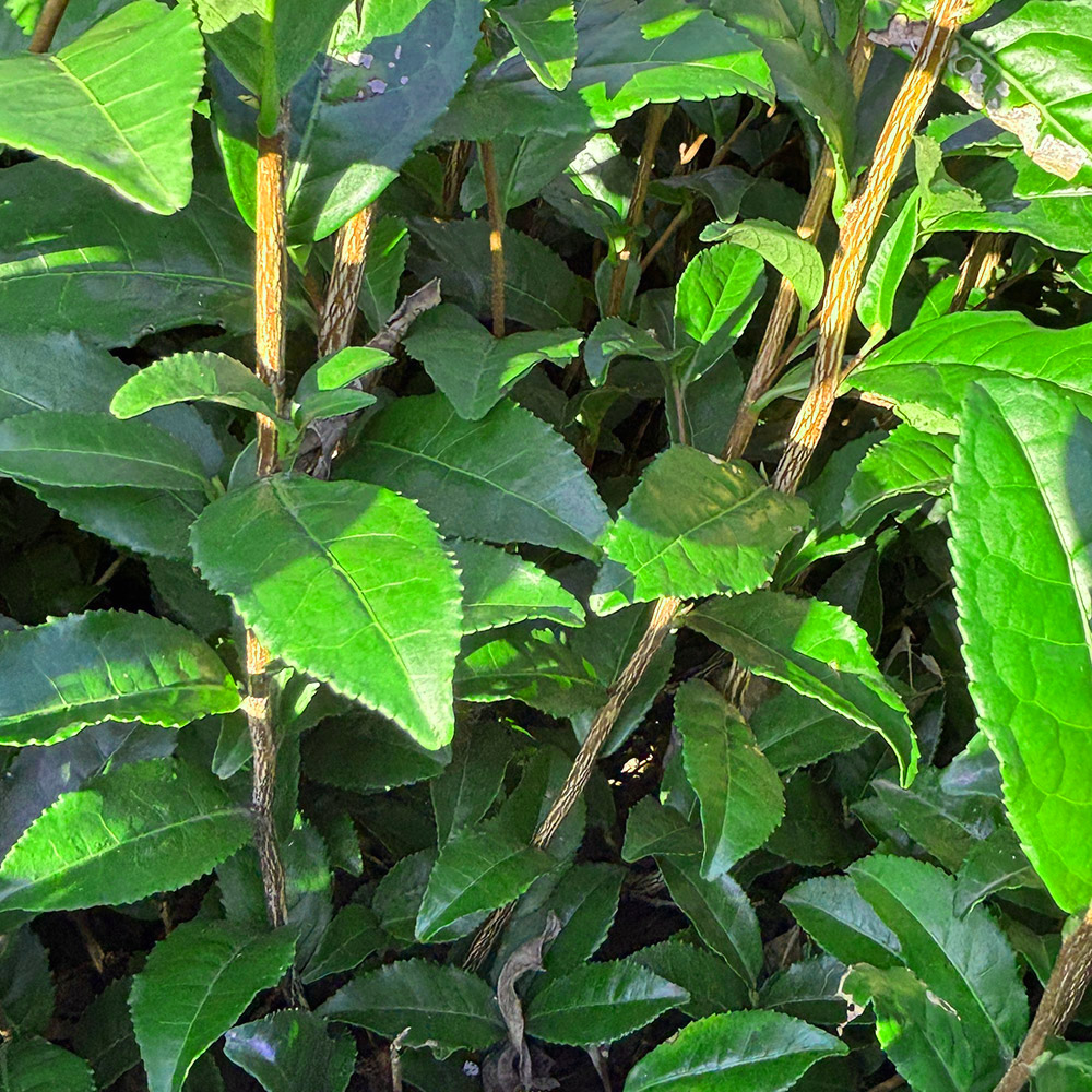 おくゆたかの葉や茎の写真