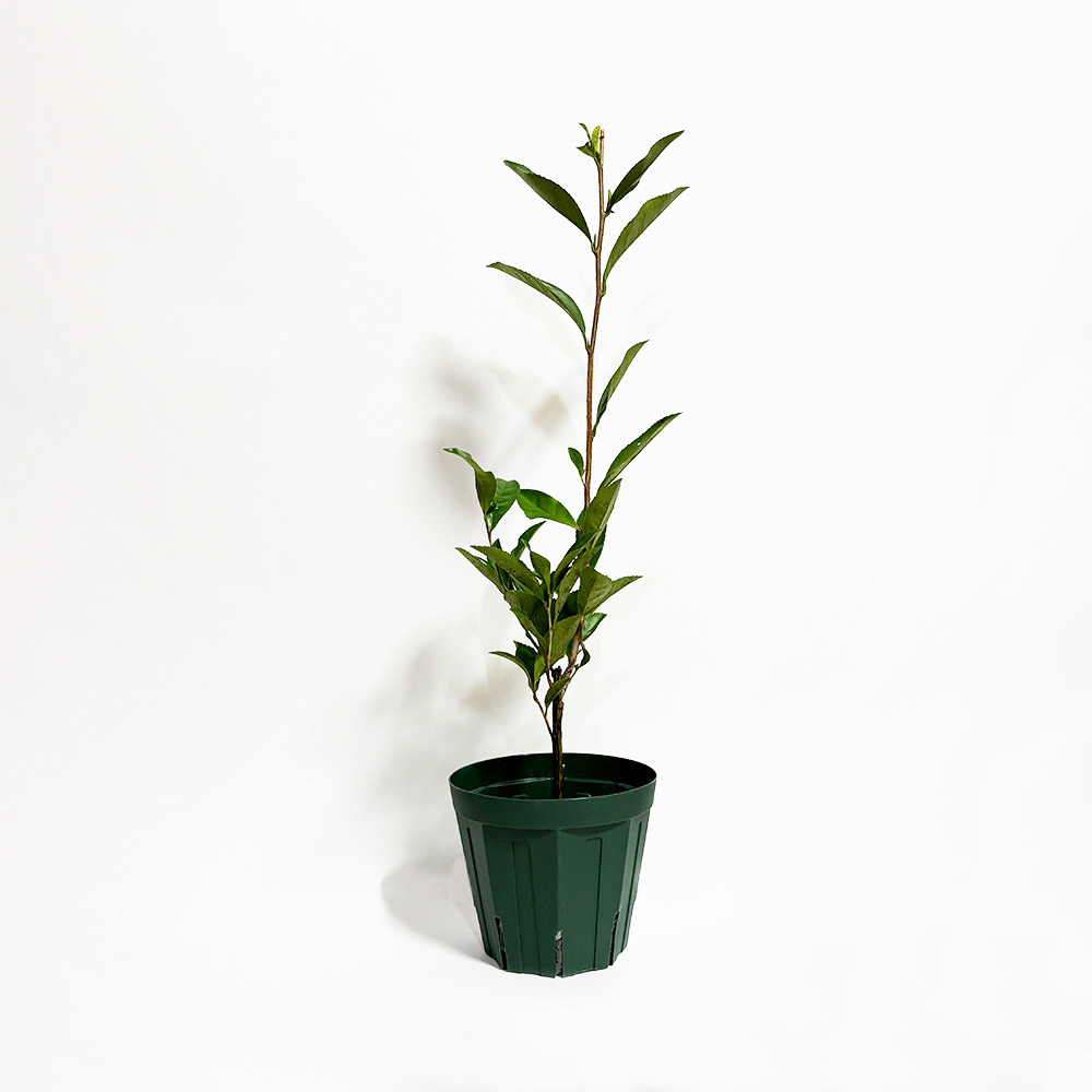 ポッドに入ったさえあかりの全体写真