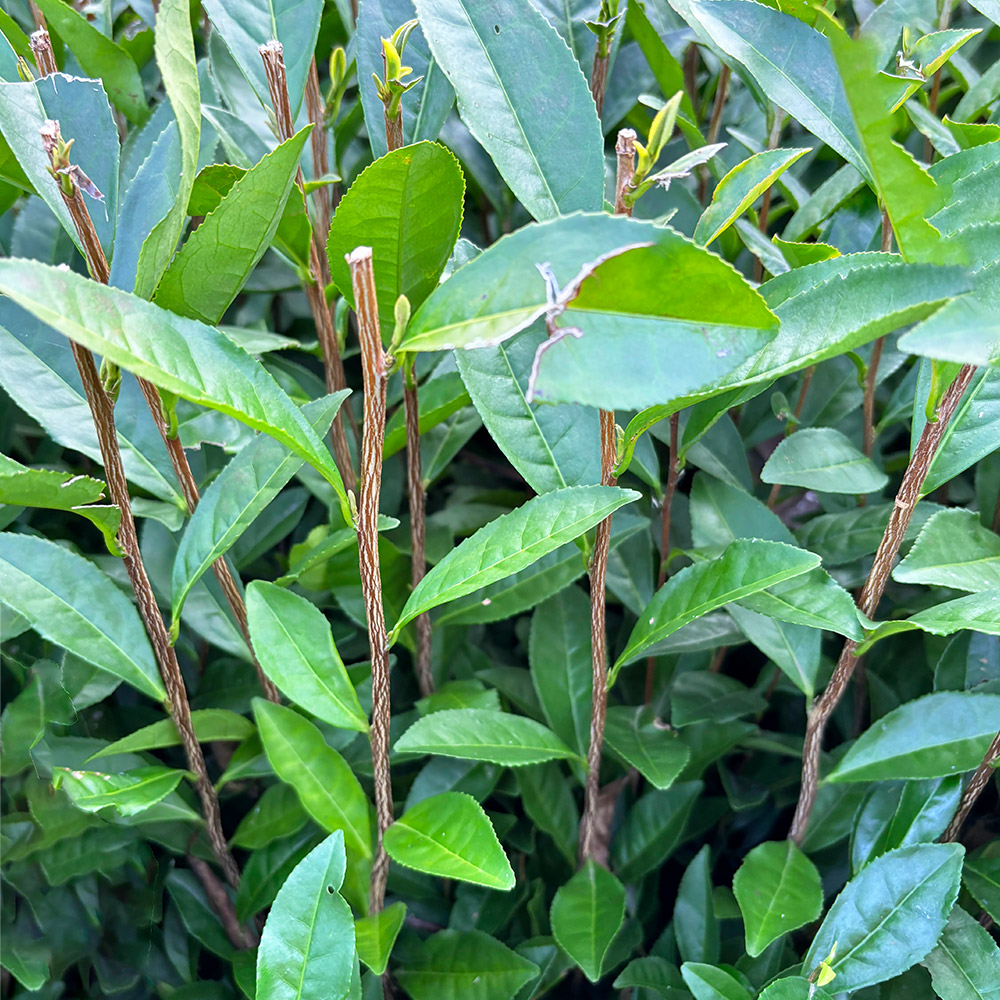 さえあかりの葉や茎の写真