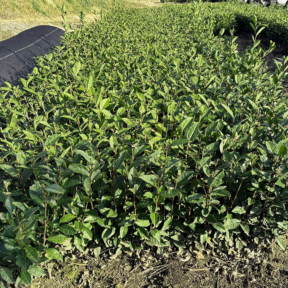 さきみどりの全体写真