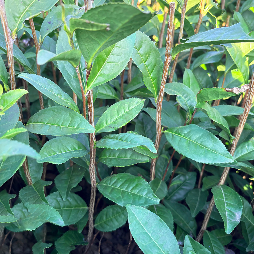 さきみどりの葉や茎の写真