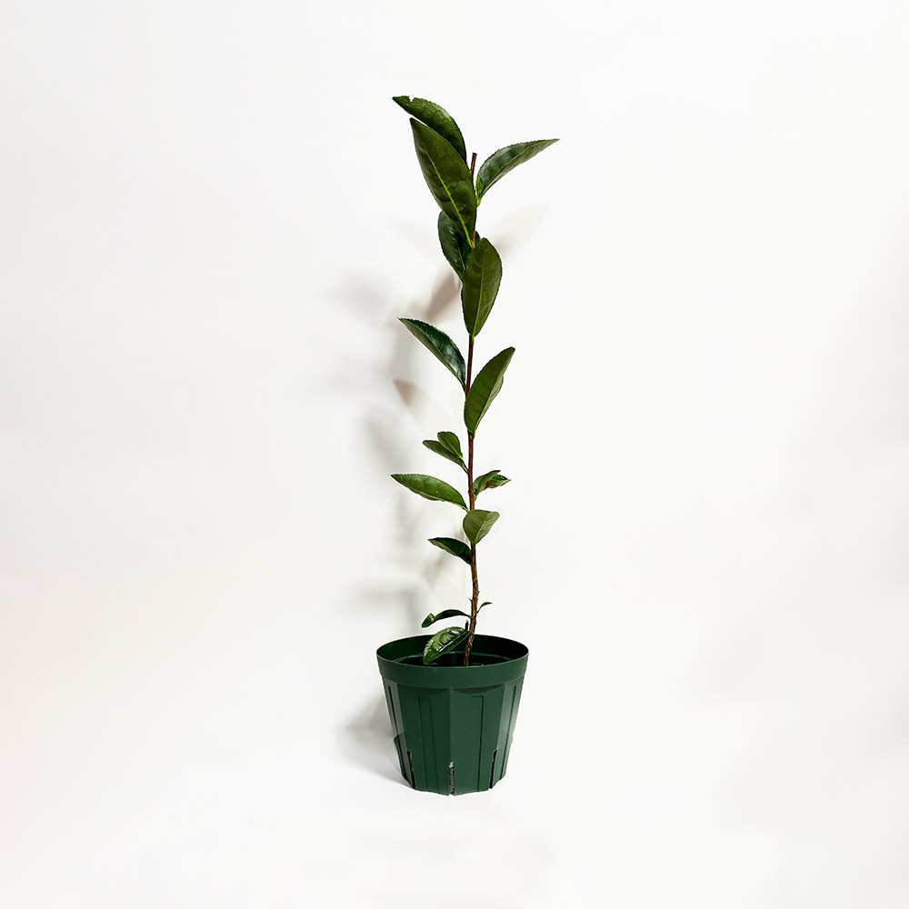 ポッドに入ったせいめいの全体写真