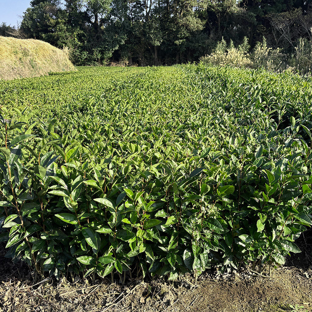 せいめいの全体写真