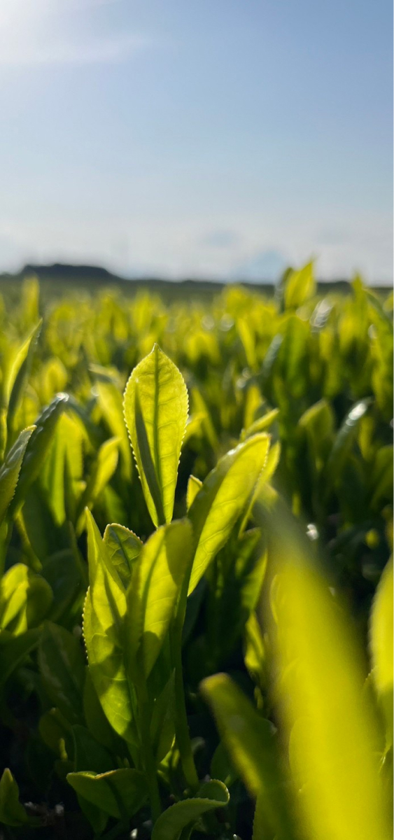 真輝園のイメージ写真