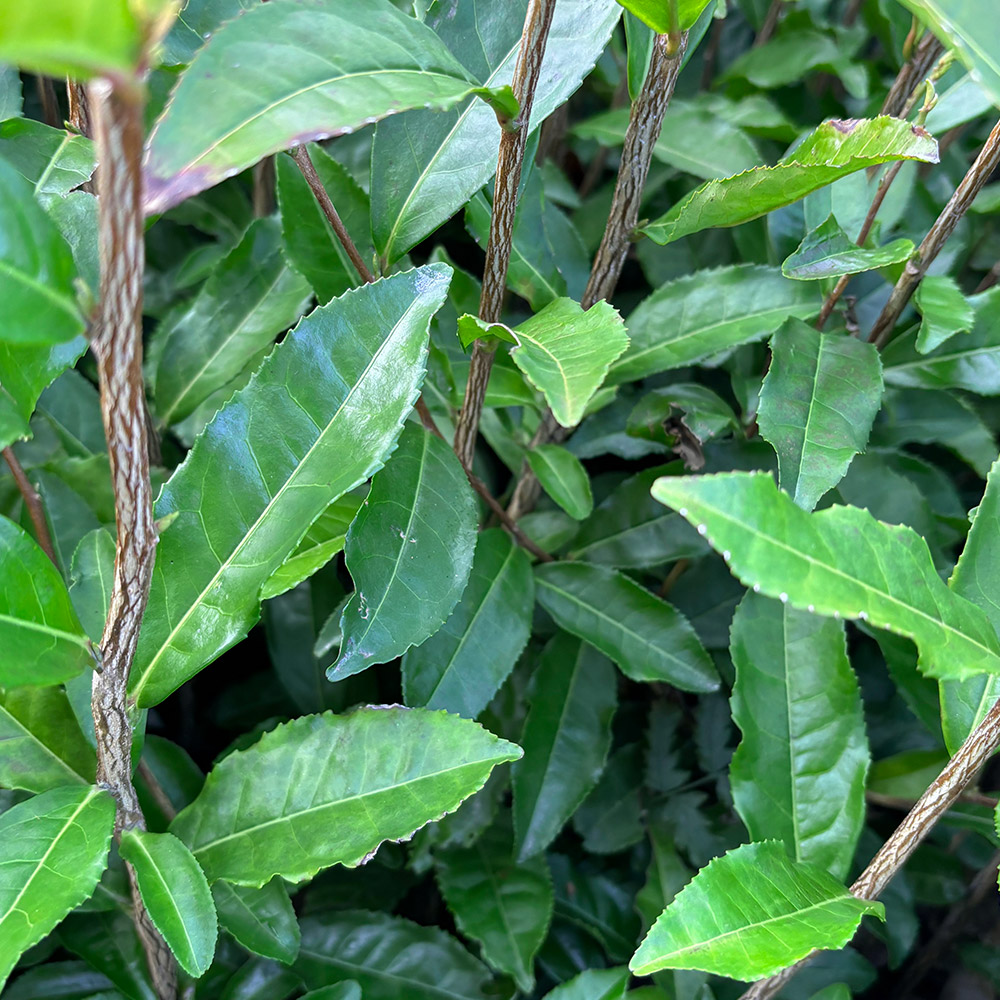 やぶきたの葉や茎の写真