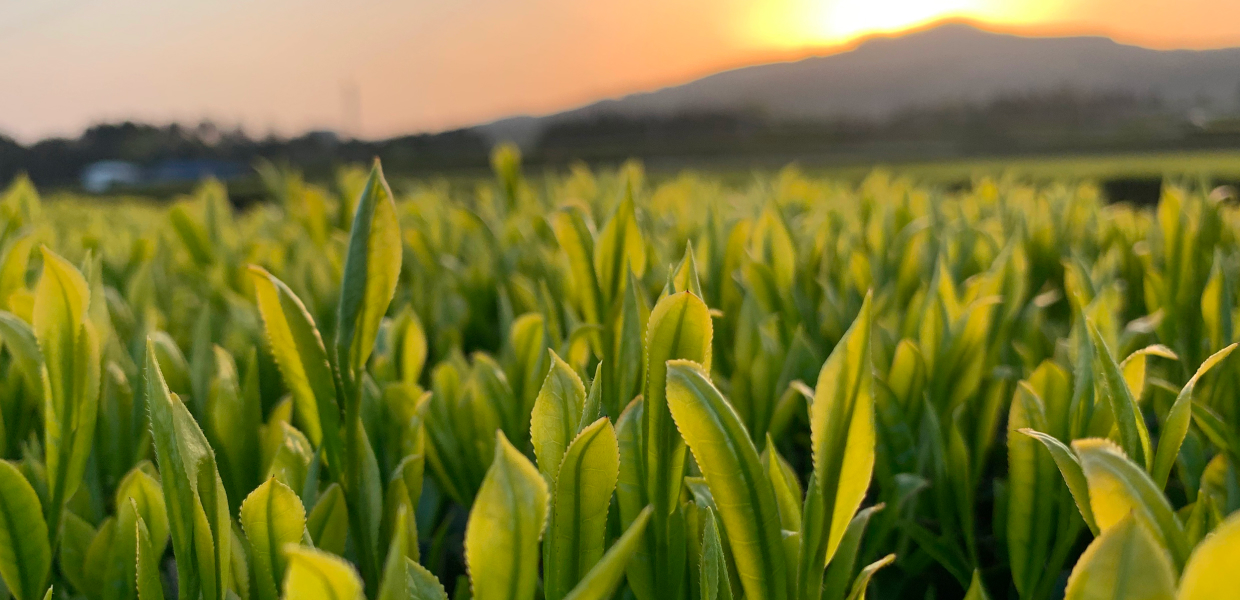 真輝園の苗木の写真